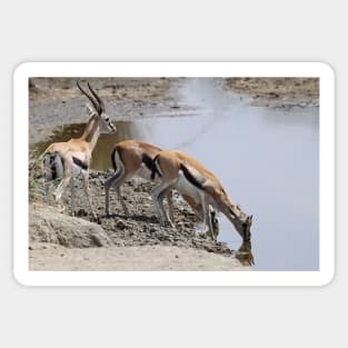 Thomson's Gazelles at the Moru River, Serengeti, Tanzania Sticker